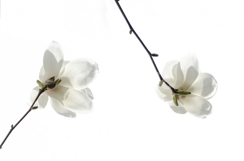목련,꽃,봄,봄꽃,고귀함,흰색,식물,자연,plants,nature,꽃,flower,누끼,remove background