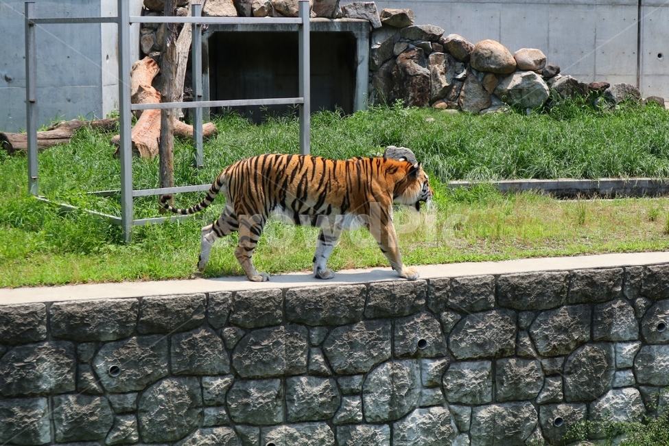 동물,동물원,호랑이,일본,animal,zoo,tiger,japan,동물,animal,포유류,mammal