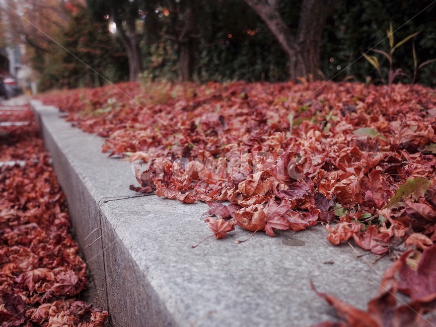 길,낙엽,빨강색,잎,단풍,나무,돌,가을,계절,fall,autumn,season,leaf,plant,식물,tree,maple