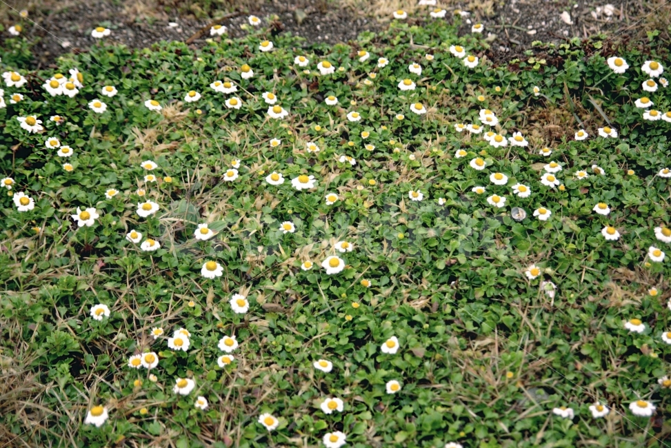 들판,들꽃,꽃,잡초,언덕,식물,자연,plants,nature,꽃,flower