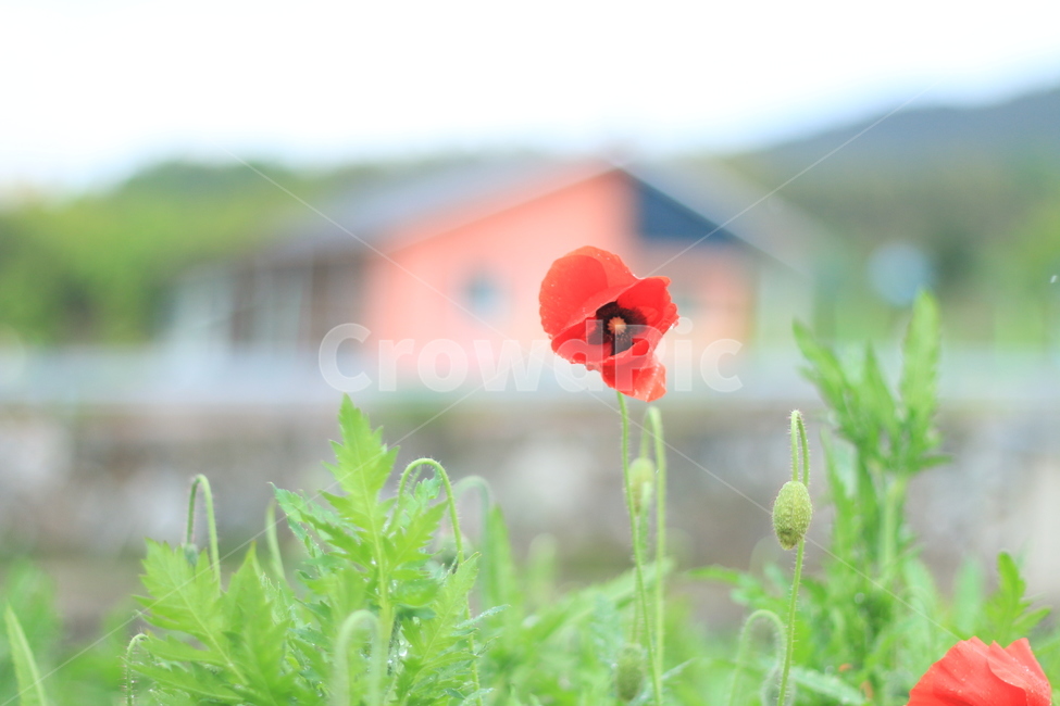 여름,시작,양귀비,위안,꽃,식물,자연,plants,nature,꽃,flower