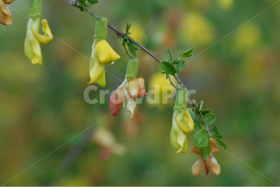 식물,잎,나무,골담초,야생화,식물,자연,plants,nature,꽃,flower
