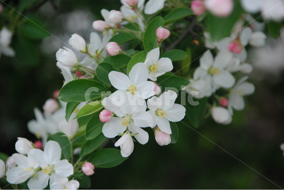 꽃,사과꽃,애기꽃사과,하얀꽃,식물,나무,식물,자연,plants,nature,꽃,flower