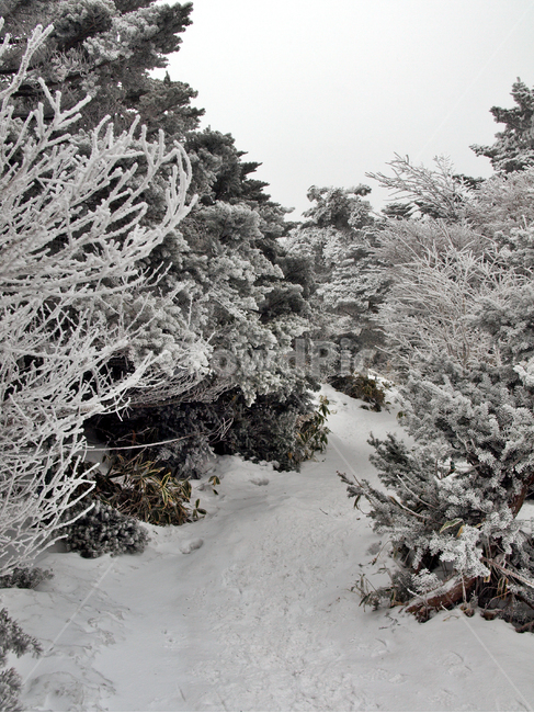 한라산,설화,눈꽃,눈,겨울,풍경,설원,설경,산,자연,제주도,겨울,계절,winter,season