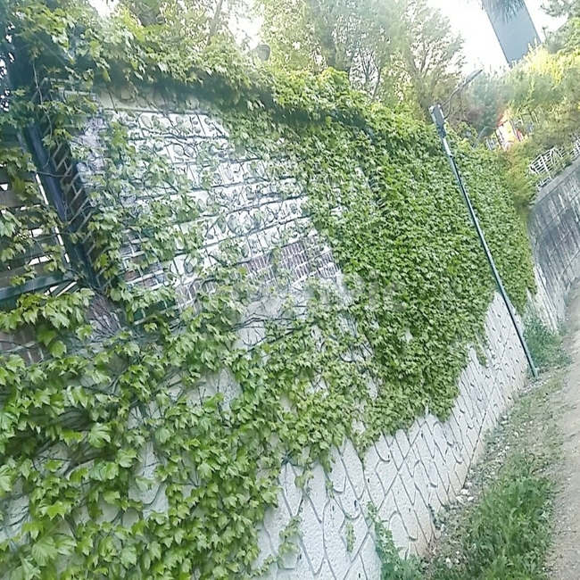 담,연두빛,식물,덩쿨,풀