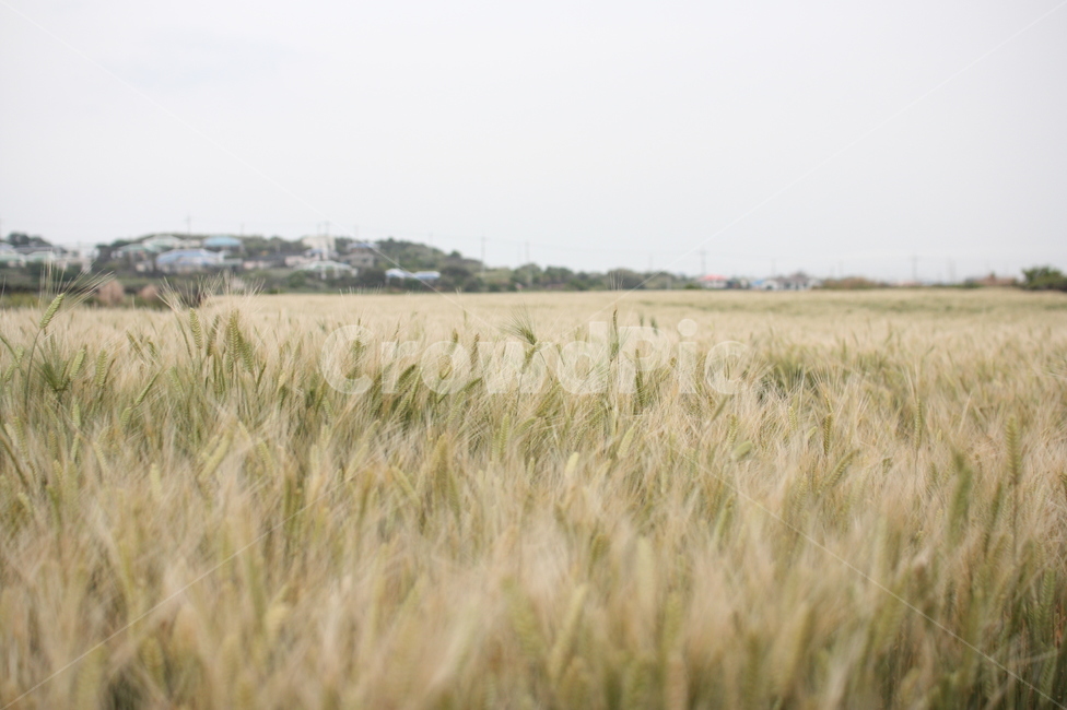 청보리,우도,우도청보리,풀밭,들판,가을,들녁,field,우도풍경,풀