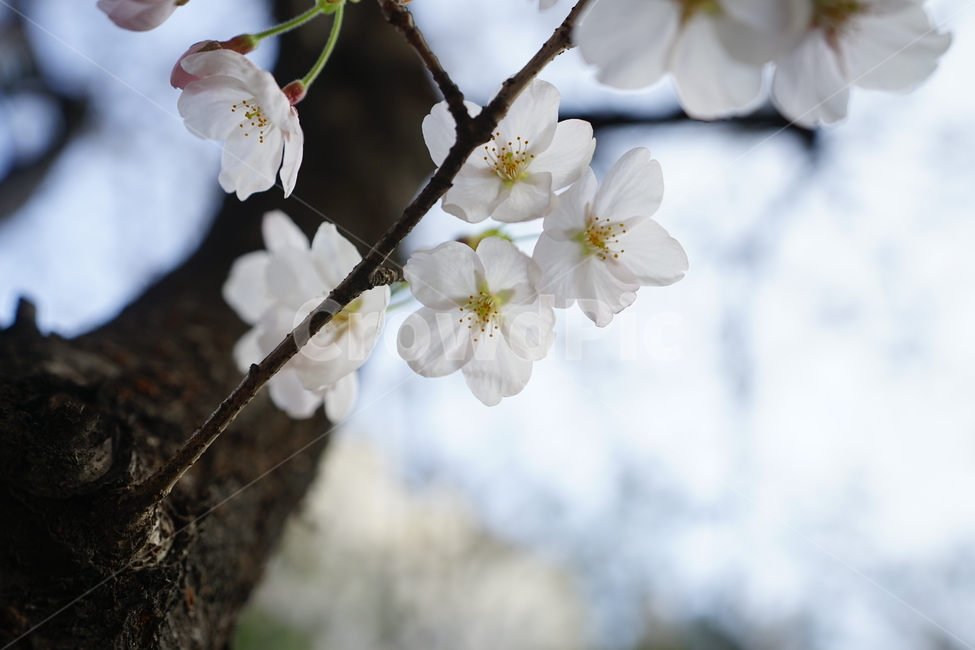 봄,봄꽃,벚꽃,식물,플라워,꽃,감성사진,생명,자연,꽃사진,봄,계절,spring,season,식물,자연,plants,nature,꽃,flower,plant