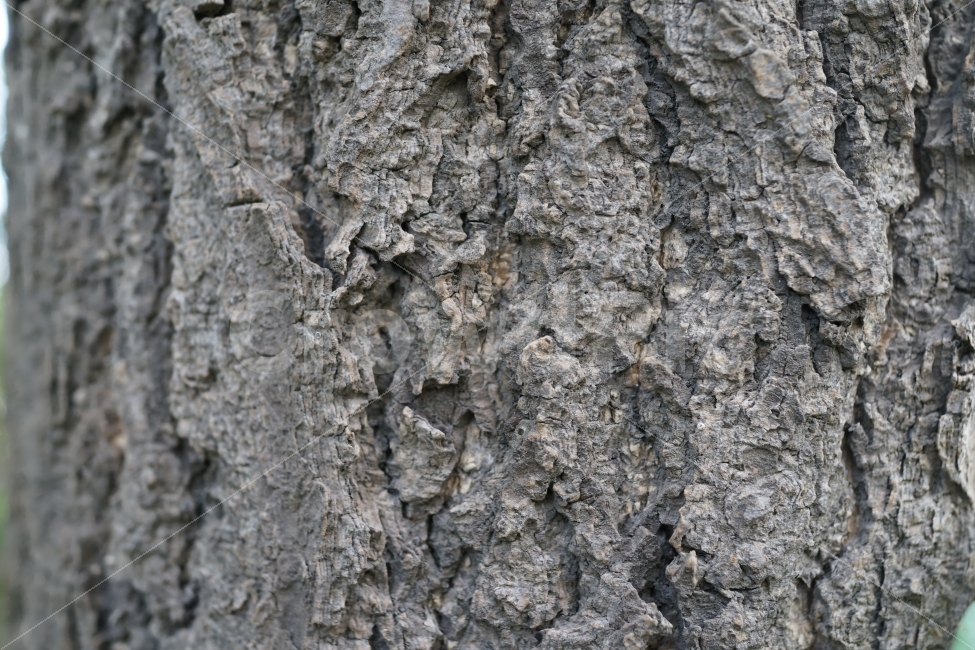 나무,질감,백그라운드,나무결,거친,은행나무,텍스처,질감,패턴,texture,pattern