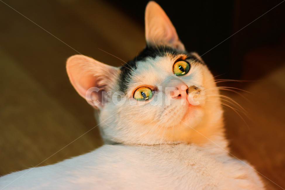 고양이,cat,animal,동물,야옹이,kitty,애묘,동물표정,애완동물,포유류,pet,집고양이,반려동물,유기묘,길냥이,kitten,아기고양이,코숏,코리안숏헤어,캣대디,캣맘,반려묘,휴식,힐링,res,trelaxation,healing,포유,류mammal,동물,animal,포유류,mammal,고양이,cat,kitten,kitty