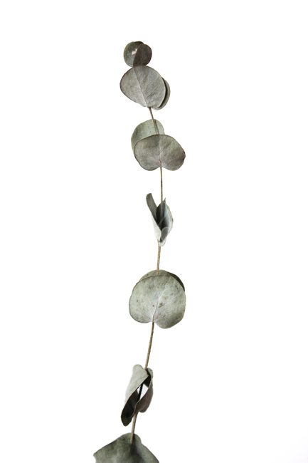 dead,death,decoration,dry,eucalyptus,eucalyptusleaves,green,isolated,leaf,natural,nature,object,plant,white,말린,드라이,건조,말려놓은,건조한,유칼립투스,유칼립투스잎,잎,나뭇잎,잎사귀,줄기,자연,식물,흰배경,그린,녹색,정면,식물,자연,plants,nature,누끼,remove background
