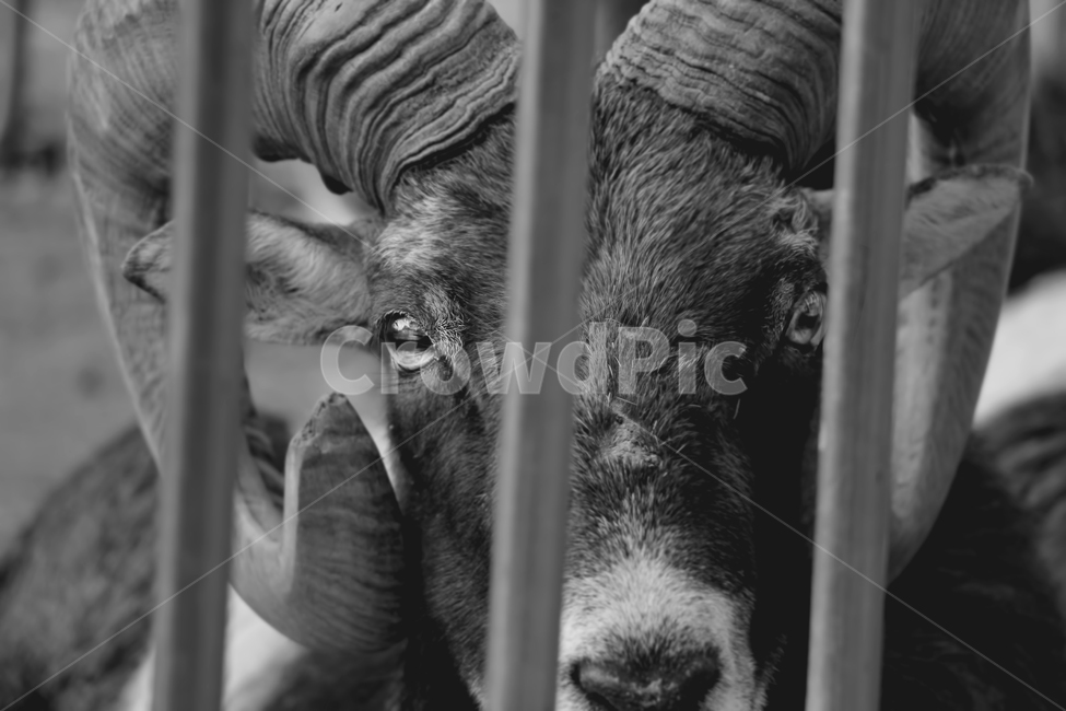 동물,감성,흑백사진,답답함,동물원,동물,animal,포유류,mammal,흑백,모노톤,monochrome,black and white