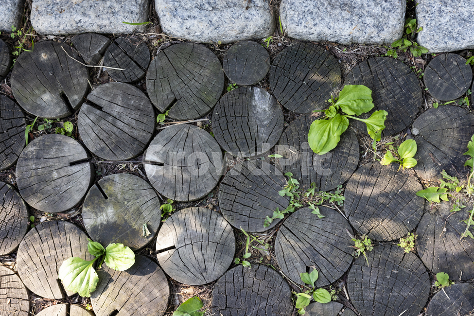 나무,돌,통나무,자연,잎,현무암,배경,패턴,식물,자연,plants,nature