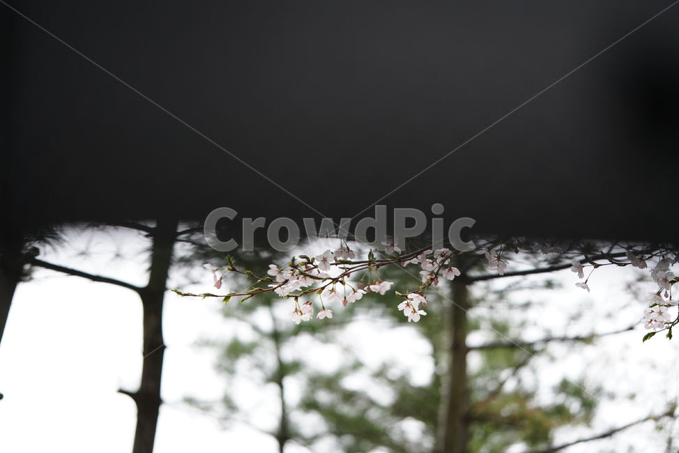꽃,벚꽃,봄,계절,플라워,화이트,흰색,하얀색,생물,감성,느낌,식물,flower,spring,white