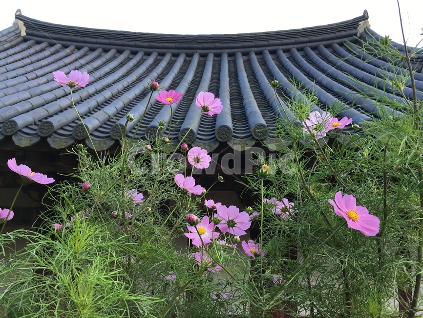 선암사,풍경,가을,낙엽,기와,코스모스,산사,산지승원,절,사찰,템플스테이,유네스코,세계문화유산,한국전통,한국문화,korean traditional,korean culture,건축물,건물외관,exterior,building,structure,architecture,construction
