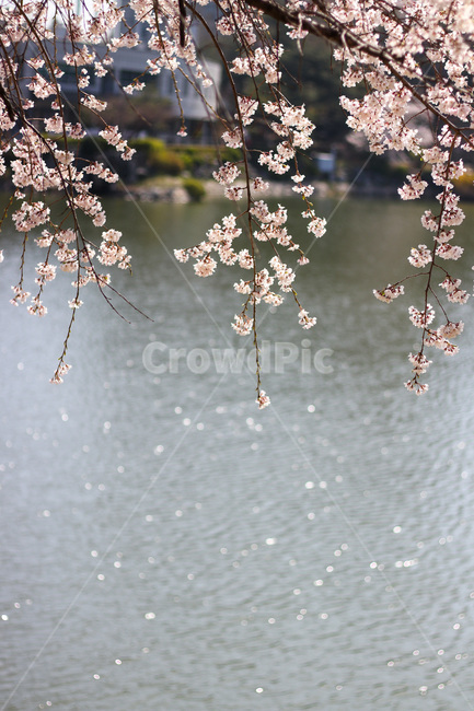봄,봄날,봄꽃,꽃,벚꽃,식물,아름다운,계절,백색,화이트,flower,season,spring,cherryblossom,white