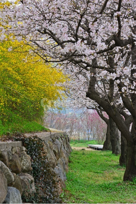 blossom,flower,꽃,cherryblossom,벚꽃,plant,식물,tree,나무,treetrunk,나무줄기,경남,하동,섬진강변,벚꽃길,화개십리벚꽃길,십리벚꽃길,개나리