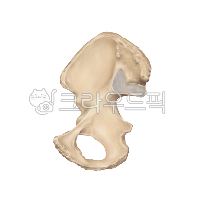 허리,허리뼈,요추,골반,갈비뼈,어깨,견갑골,척추,흉추,꼬리뼈,spine,lumbarspine,pelvic,illiac,rib,scapular,surgery,neurosurgery,orthopedic,bones,humanbones,skeleton,medicalillustration,thoracicspine