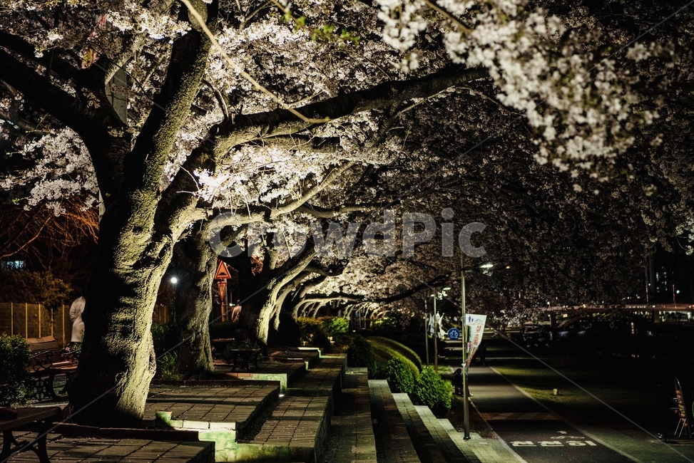 벚꽃,야경,온천천,부산,벚나무,봄,계절,spring,season,자연,풍경,nature,landscape,야경,밤,nightscape,night,plant,식물,flower,꽃,blossom