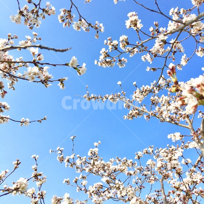 벚꽃,봄,벚나무,하늘,아침,파란색,블러썸,cherryblossom,봄,계절,spring,season,plant,식물,blossom,꽃,cherry blossom,flower