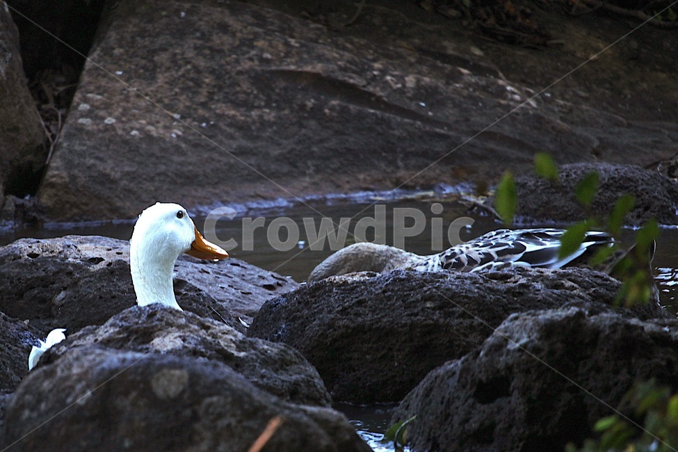 오리,흰색오리,자연,동물,동물피사체,물속에오리,duck,whiteduck,nature,animal,동물,animal,조류,새,birds