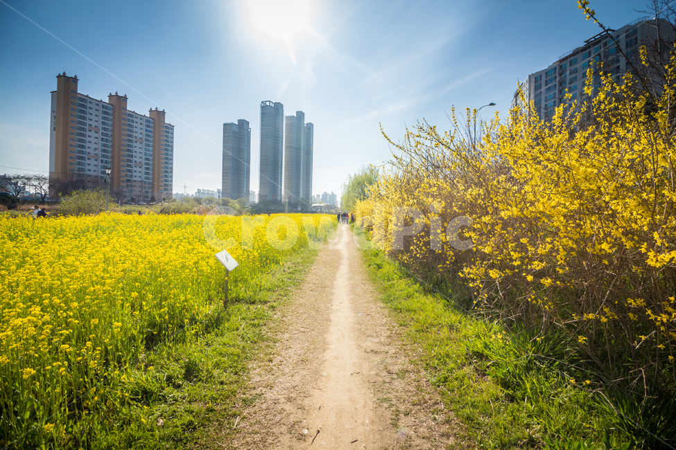 유채꽃,꽃,flower,blossom,도시,city,꽃밭,nature,자연,봄,spring,정원,건물,building