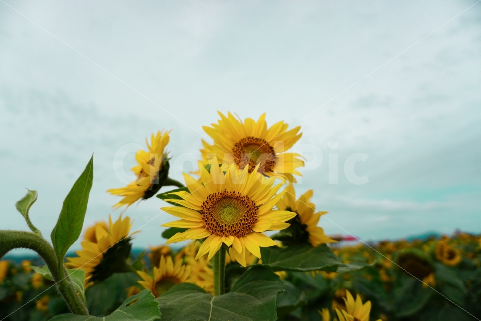 가을,해바라기,꽃,감성사진,감성,여름,계절,summer,season,식물,자연,plants,nature,꽃,flower,plant,blossom