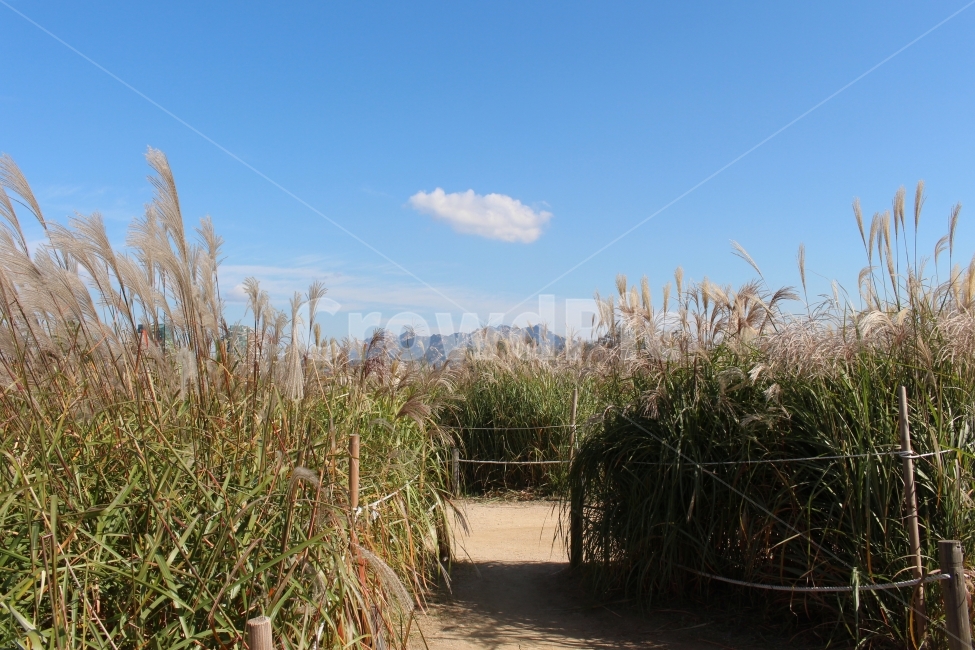 가을,하늘,구름,하늘공원,억새,산책,힐링,가을,계절,fall,autumn,season,자연,풍경,nature,landscape,plant,식물,grass,잔디,lawn,reed,갈대