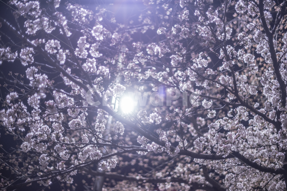 벚꽃,꽃,가로등,불빛,봄,벚꽃나무,밤,야경,봄,계절,spring,season,야경,밤,풍경,nightscape,night,landscape,식물,자연,plants,nature,꽃,flower,light,빛,flare,플레어,plant,blossom