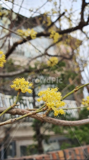 봄,꽃,식물,plant,spring,식물,자연,plants,nature,꽃,flower