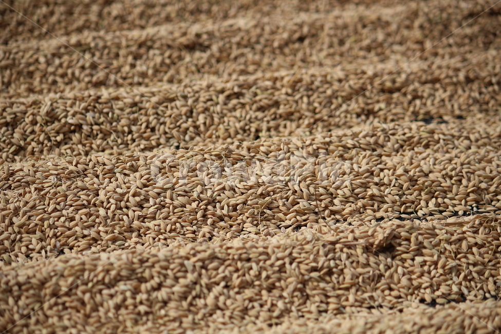 쌀,벼,탈곡,곡식,씨앗,식량,밥,가을,추수,가을,계절,fall,autumn,season,곡류,곡식,cereals,산업,industry,industrial,농업,농사,agriculture,farming,farming industry