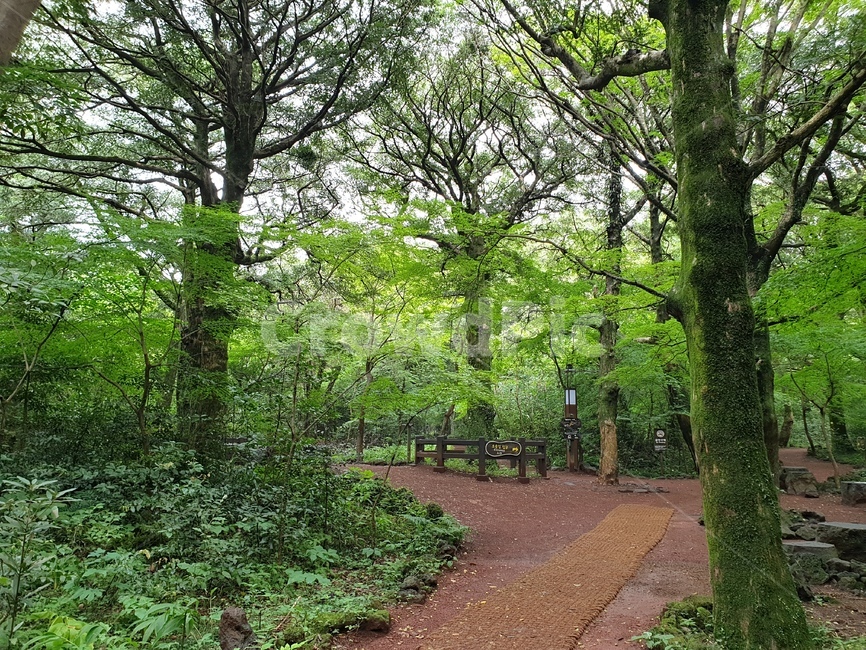 숲,비자림,비자나무,고목,이끼,자연,풍경,nature,landscape,outdoors,옥외,garden,정원,arbour,정자