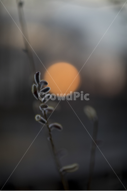 일몰,봄,노을,식물,새싹,태양,봄,계절,spring,season,식물,자연,plants,nature,감성,sensible,feeling,light,빛,flare,플레어
