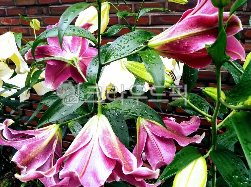 plant,bouquet,flower