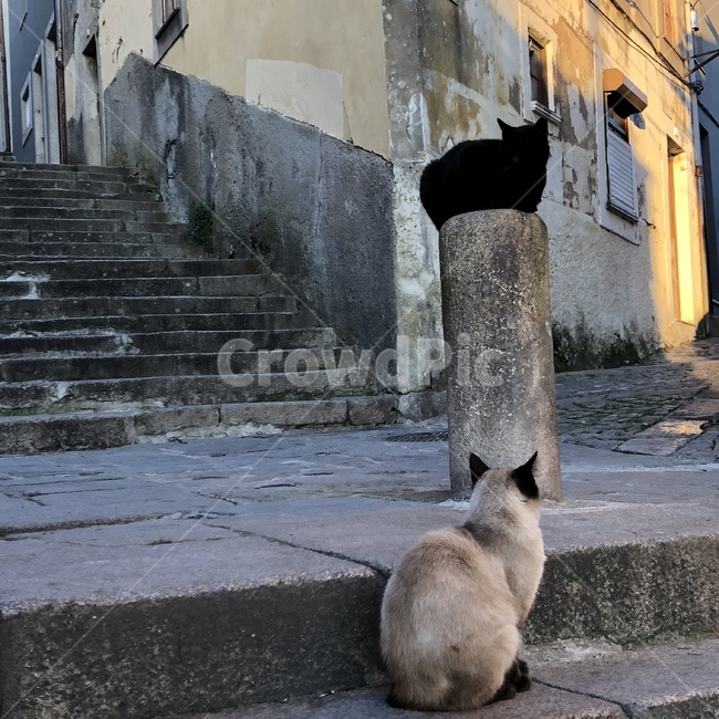 고양이,평화,cat,골목길,분위기,동물,animal,포유류,mammal,고양이,cat,kitten,kitty