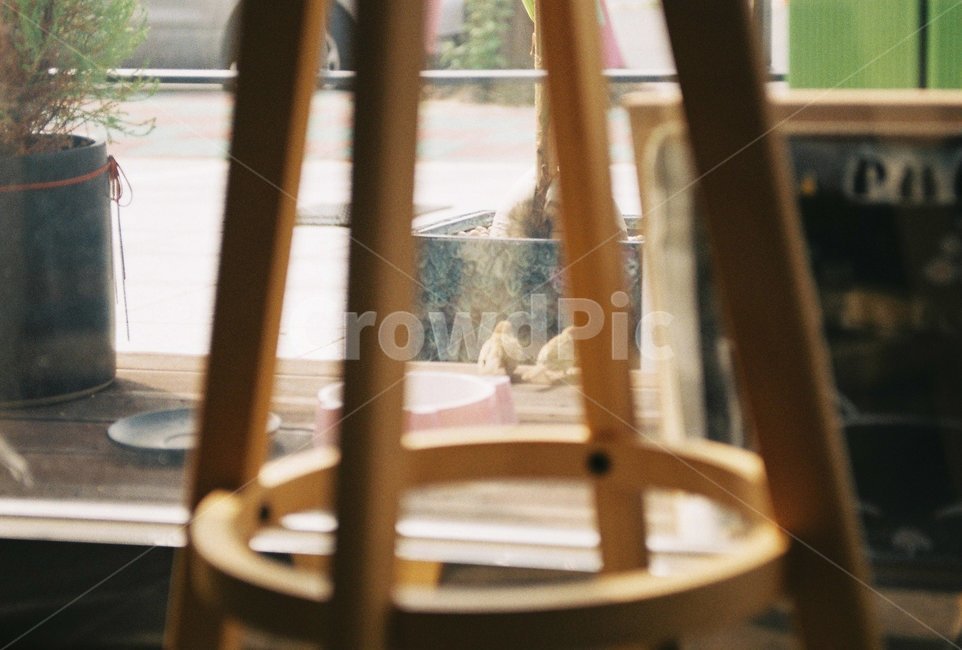 의자,새,오후,햇살,가구,나무,wood,plywood,합판,furniture