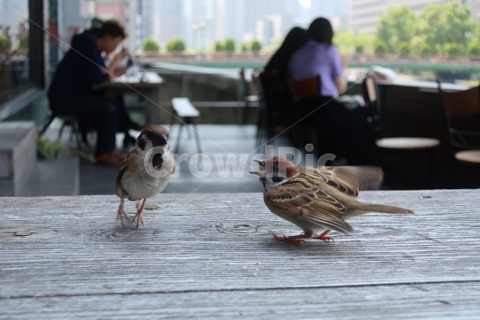참새,새,동물,자연,bird,동물,animal,조류,새,birds