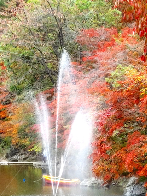 단풍,가을,물,나무,빨강단풍,가을,계절,fall,autumn,season,자연,풍경,nature,landscape,water