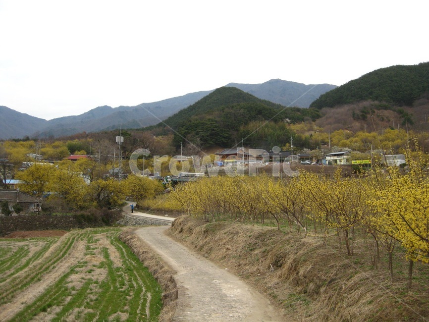 봄,봄꽃,꽃,yellow,노랑,산수유,산수유꽃,꽃송이,길,구릉,구례,봄,계절,spring,season