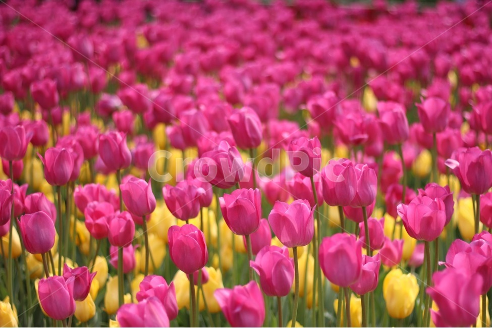 봄,꽃,봄꽃,튤립,컬러,색감,분홍,노랑,spring,flower,color,tulip,pink,yellow,봄,계절,spring,season,식물,자연,plants,nature,꽃,flower,plant,blossom