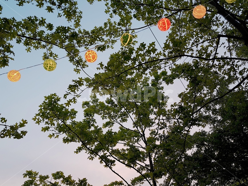 자연,하늘,등불,전구,나무,자연,풍경,nature,landscape