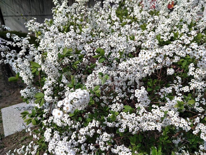 길가의꽃,산책로,꽃,봄,흰꽃,식물,자연,plants,nature,꽃,flower
