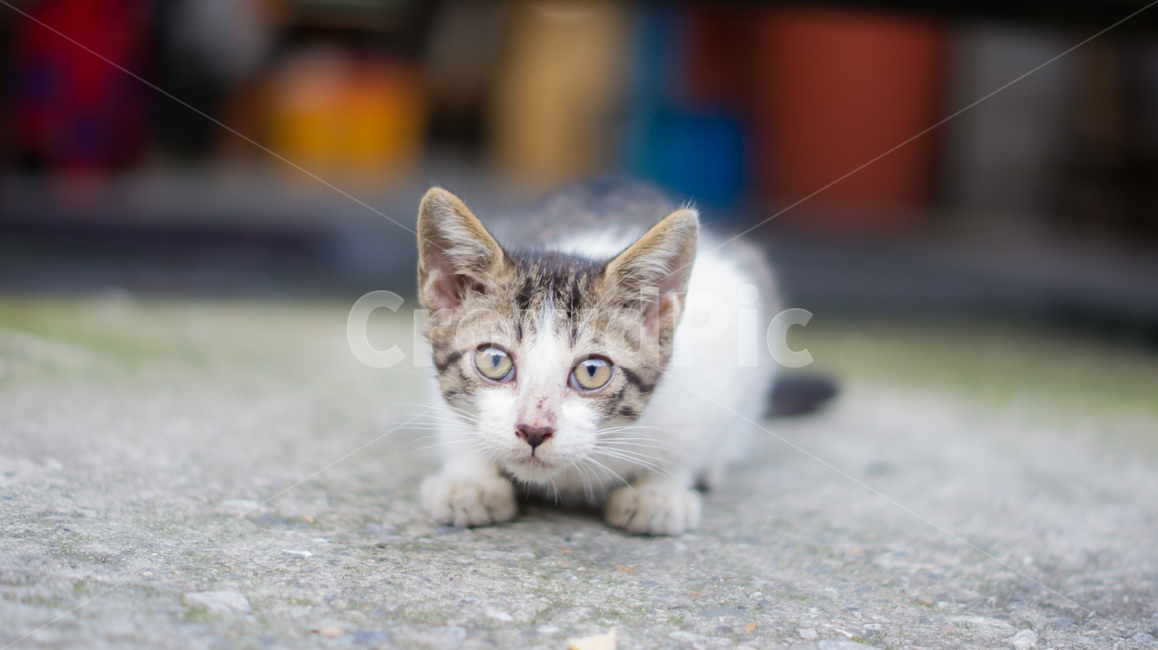 고양이,길고양이,고양이새끼,새끼고양이,포유류,동물,반려동물,애완동물,cat,pet,animal,mammal,kitten,kitty,동물,animal,포유류,mammal,고양이,cat,kitten,kitty