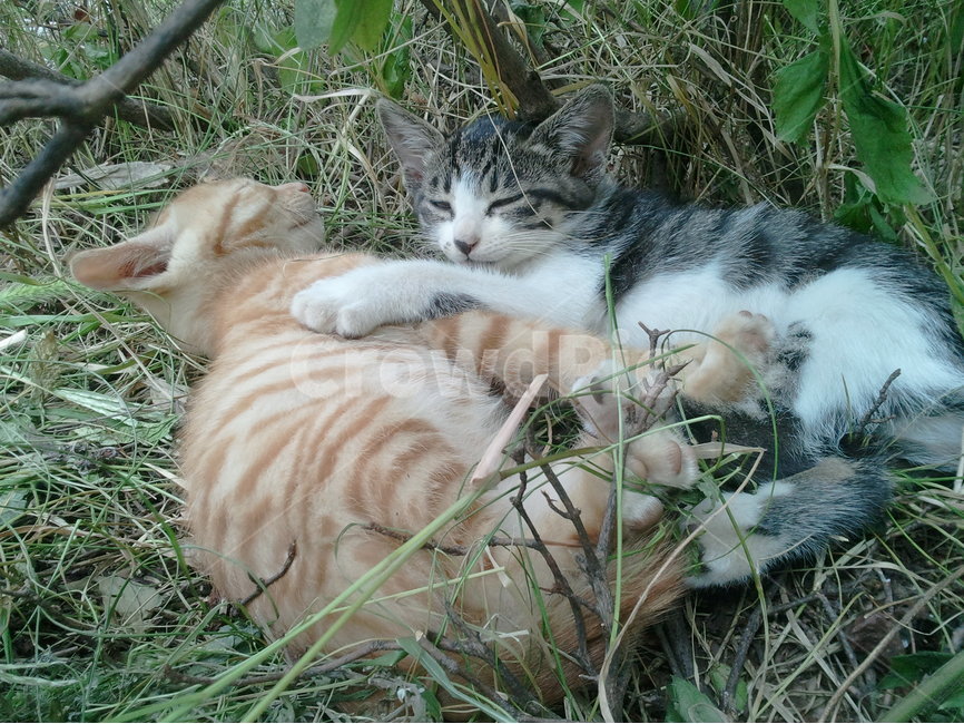 야생,동물,고양이,형제,풀밭,동물,animal,포유류,mammal,고양이,cat,kitten,kitty