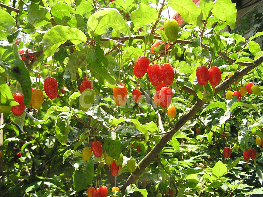 보리수,보리수열매,보리수나무,보리수재배,보리수과일,과일,열매,fruit