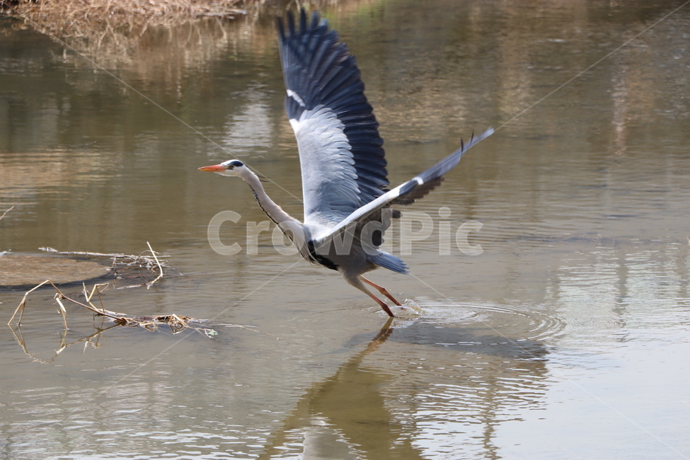 도림천,두루미,새,도림천두루미,나는두루미,동물,animal,조류,새,birds