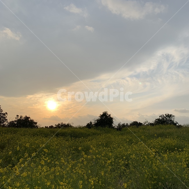 제주,제주도,유채꽃,제주성산,노을,꽃,제주노을,제주하늘,제주유채꽃,꽃밭
