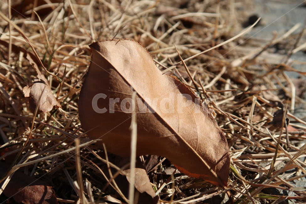 낙옆,가을,나뭇잎,leaves,leef,가을,계절,fall,autumn,season