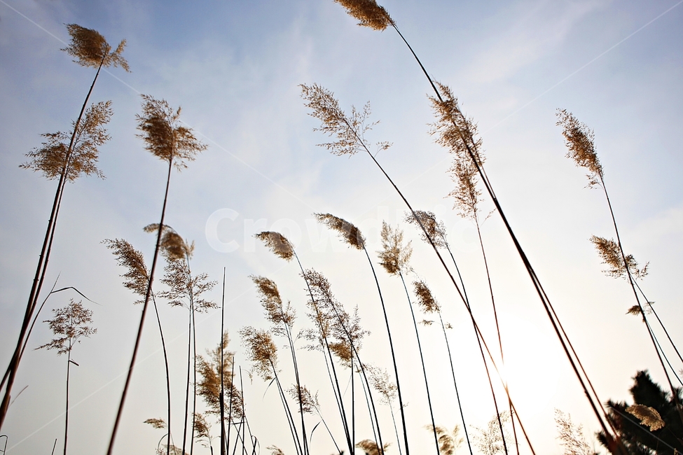 갈대,식물,자연,풍경,배경,풍광,하늘,가을,계절,fall,autumn,season,자연,풍경,nature,landscape,grass,잔디,plant,lawn,reed