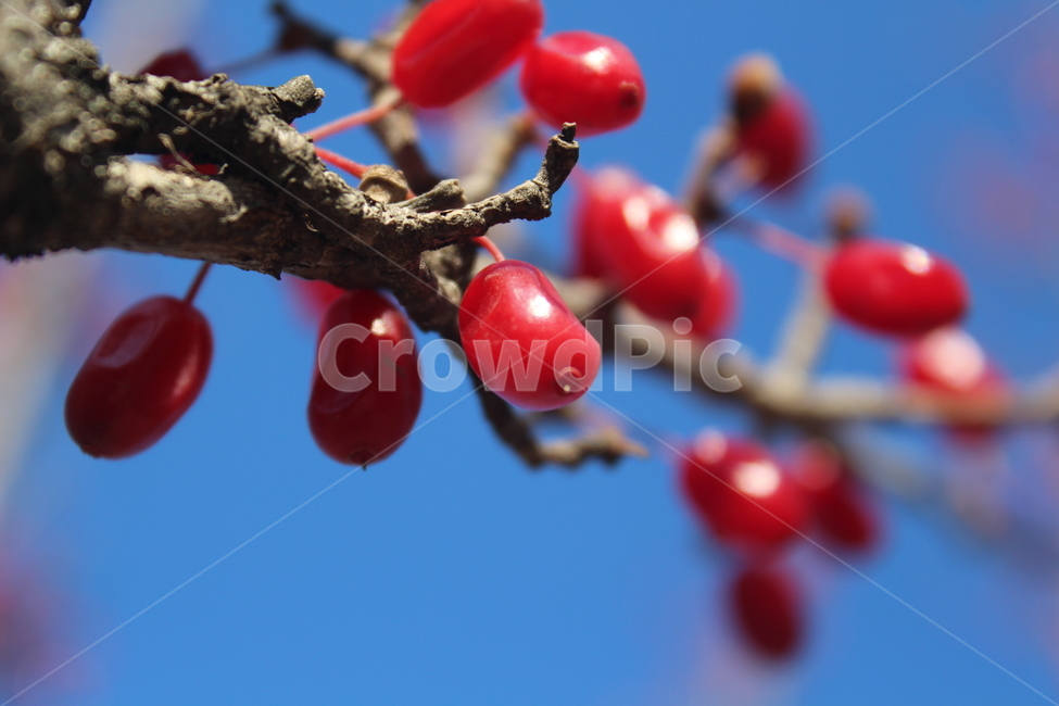 plant,식물,fruit,열매,red