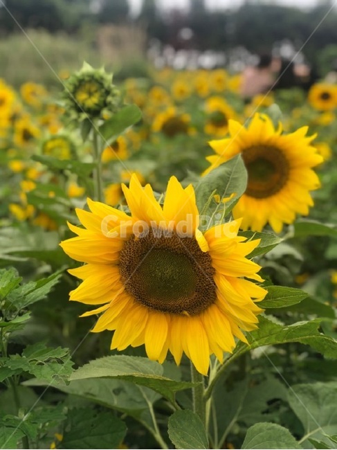 해바라기,꽃,flowet,sunflower,여름,자연,해바라기밭